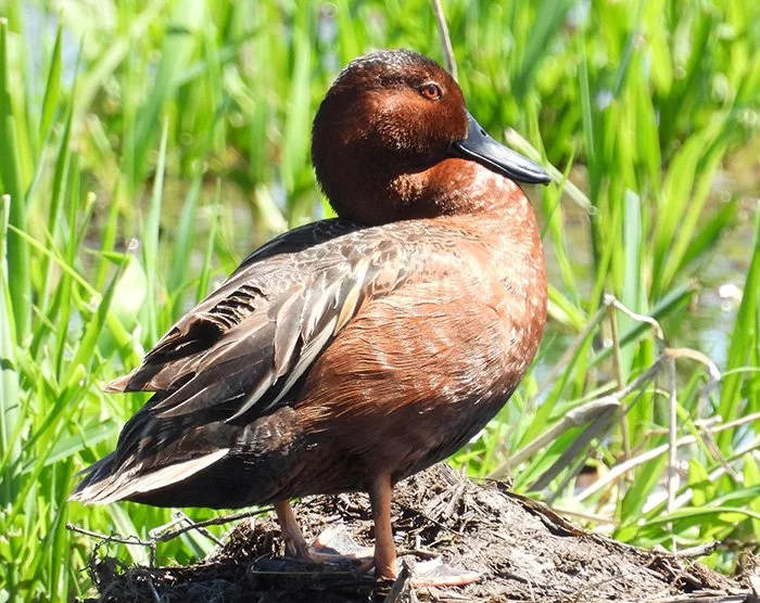 Cinnamon Teal Duck, Tualatin Hills Nature Park, Oregon