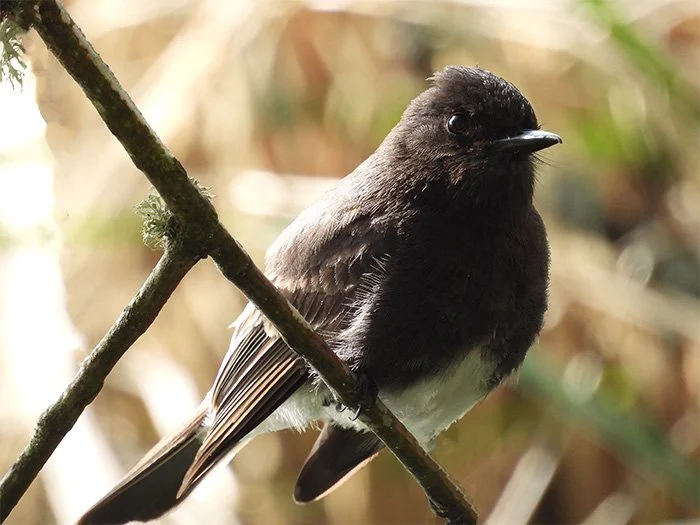 Black Phoebe, Ridgefield Wildlife Refuge, Washington