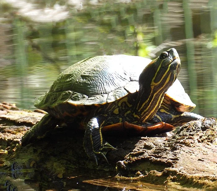 Turtle, Wildlife Botanical Garden, Washington