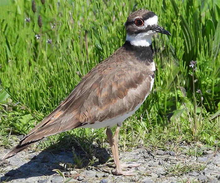 Killdeer, Elk Rock Garden, Oregon