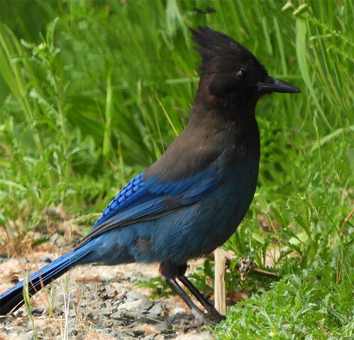 Steller's Jay, Wildlife Botanical Garden, Washington