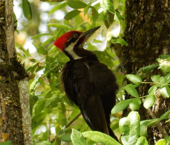 Pileated Woodpecker, Steigerwald Wildlife refuge, Washington