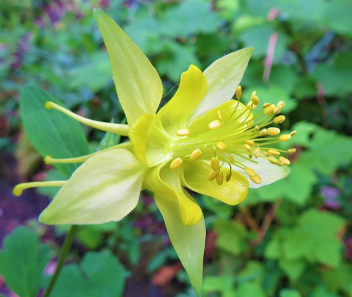Columbine, Elk Rock Garden, Oregon