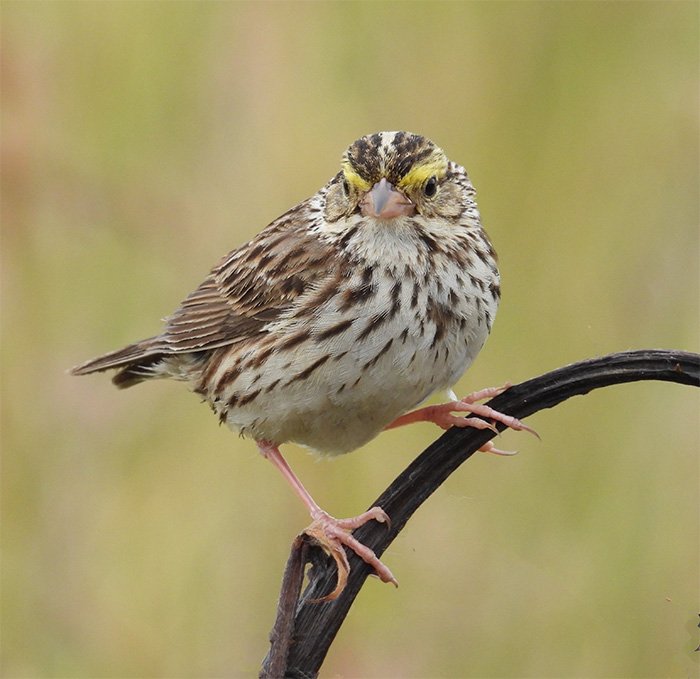 Savanah Sparrow, Ridgefield Wildlife Refuge, Washington