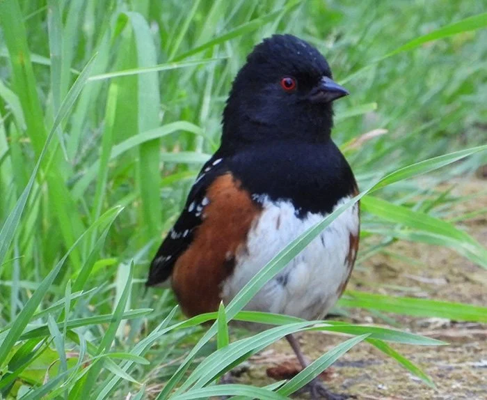 Towhee, Tualatin Hills Nature Park, Oregon