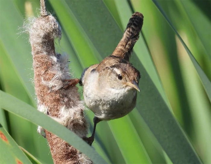 Marsh Wren, Tualatin Hills Nature Park, Oregon