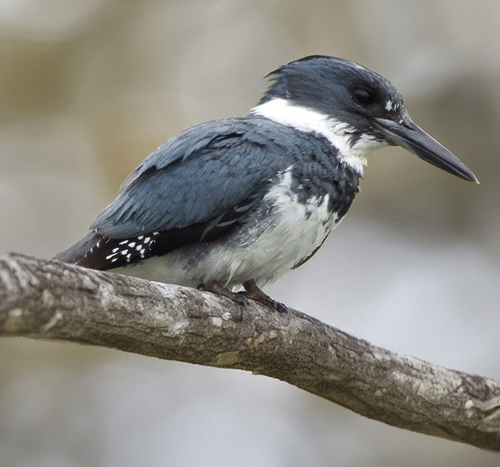Kingfisher, Ridgefield Wildlife Refuge, Washington