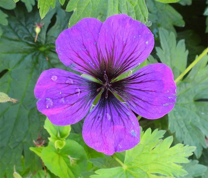 Summer Flower, Wildlife Botanical Garden, Washington