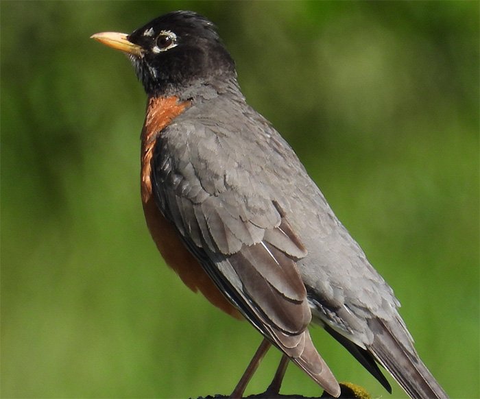 Robin, Back Yard, Washington