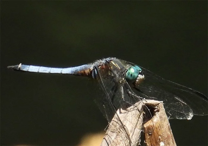 Dragonfly, Wildlife Botanical Garden, Washington