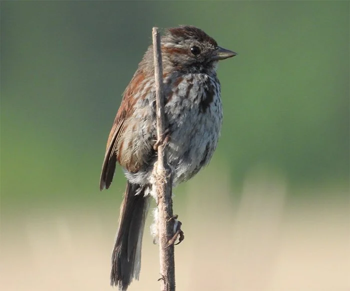 Song Sparrow, Tualatin Hills Nature Park, Oregon