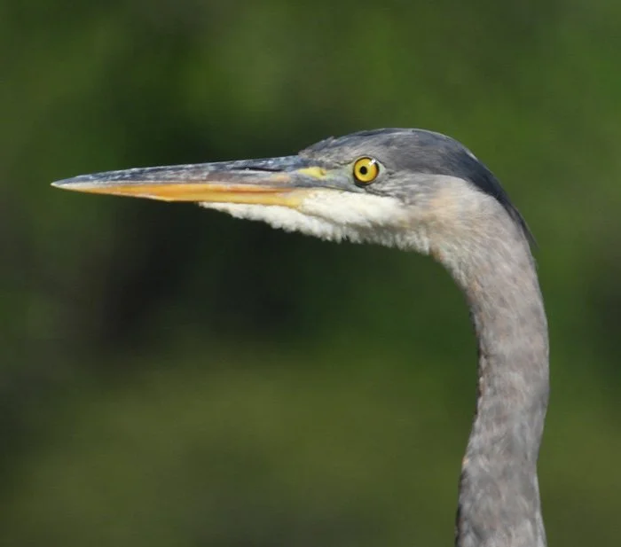 Heron, Ridgefield Wildlife Refuge, Washington