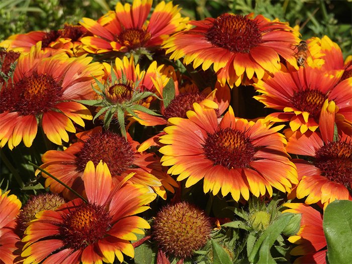 Gaillardia, Elk Rock Garden, Oregon