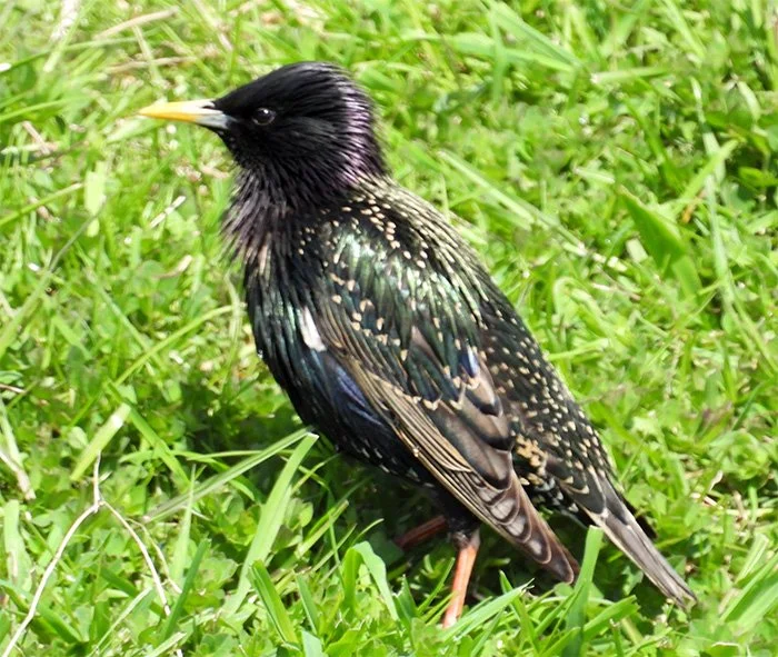 European Starling, Ridgefield Wildlife Refuge, Washington