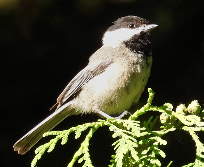Chickadee, Wildlife Botanical Garden, Washington