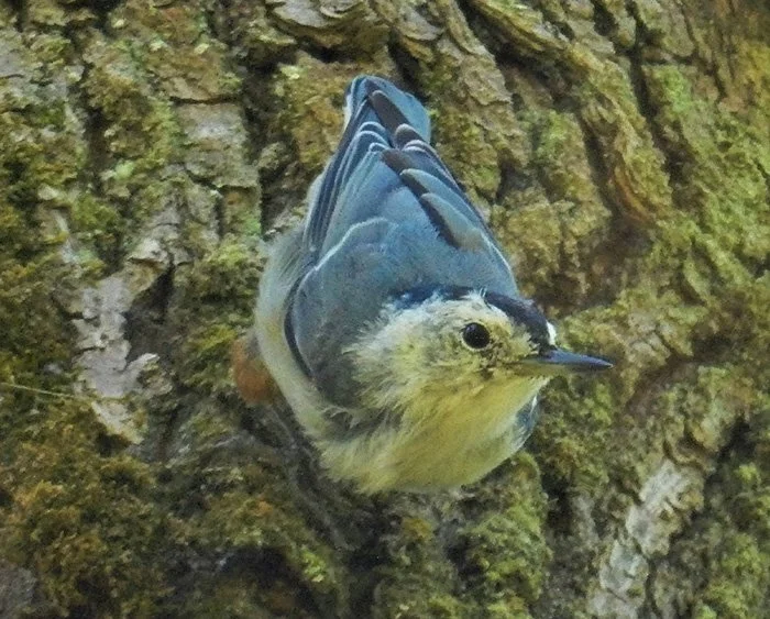 White-Breasted Nuthatch, Tualatin Hills Nature Park, Oregon