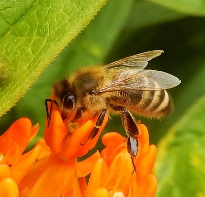 Bee, Wildlife Garden, Washington
