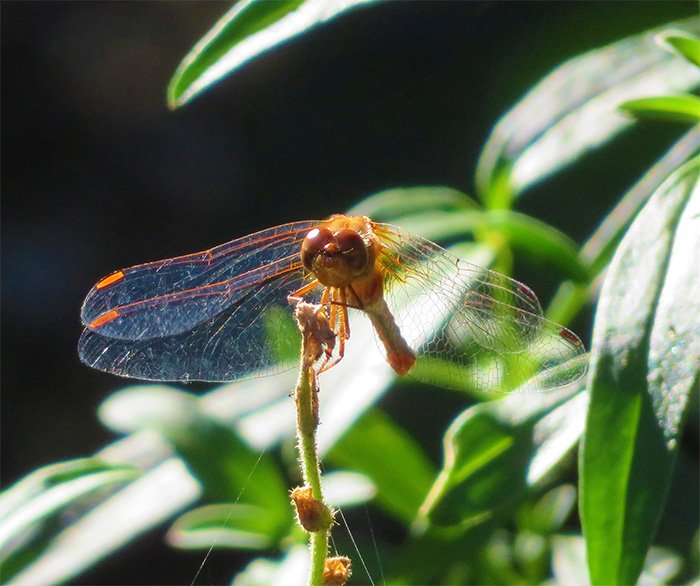 Dragonfly, Battleground Lake, Washington