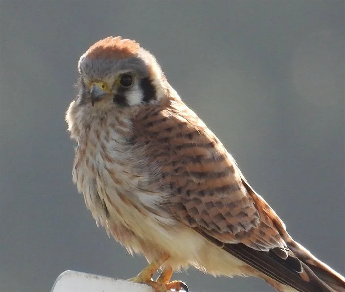 Kestrel, Ridgefield Wildlife Refuge, Washington