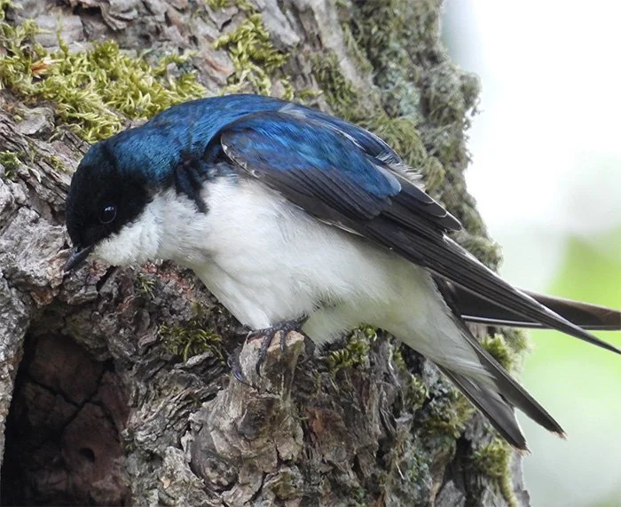 Tree Swallow, Ridgefield Wildlife Refuge, Washington