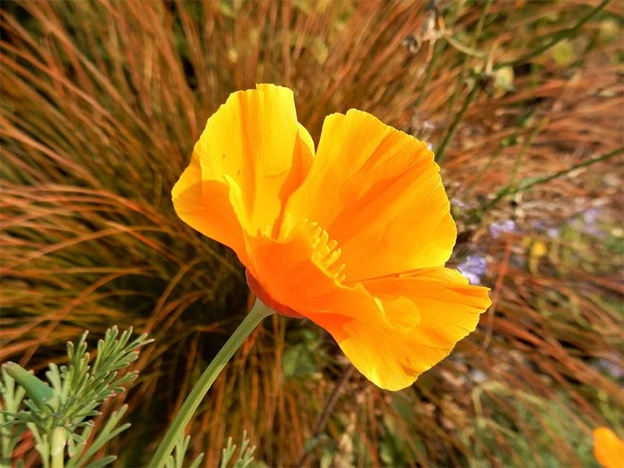 Poppy, Wildlife Botanical Garden, Washington