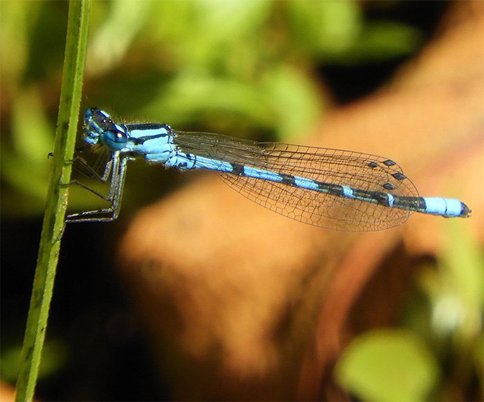 Damsel, Elk Rock Garden, Oregon