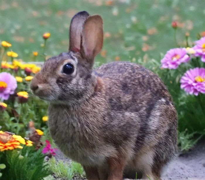 Rabbit, Wildlife Botanical Garden, Washington