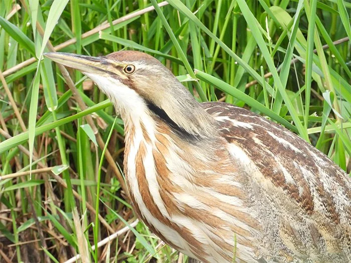Bittern, Ridgefield Wildlife Refuge, Washington