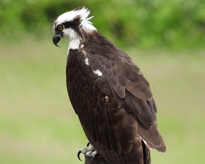 Osprey, Columbia River Gorge, Washington