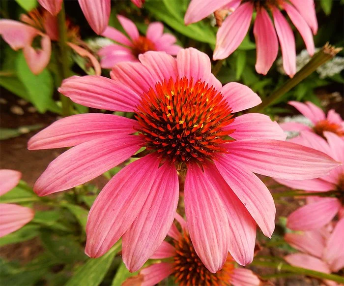 Cone Flower, Wildlife Botanical Garden, Washington