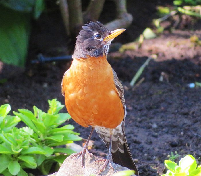 Robin, Battleground Lake, Washington