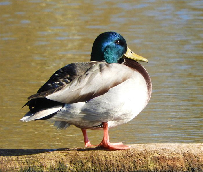 Mallard, Steigerwald Wildlife Refuge, Washington