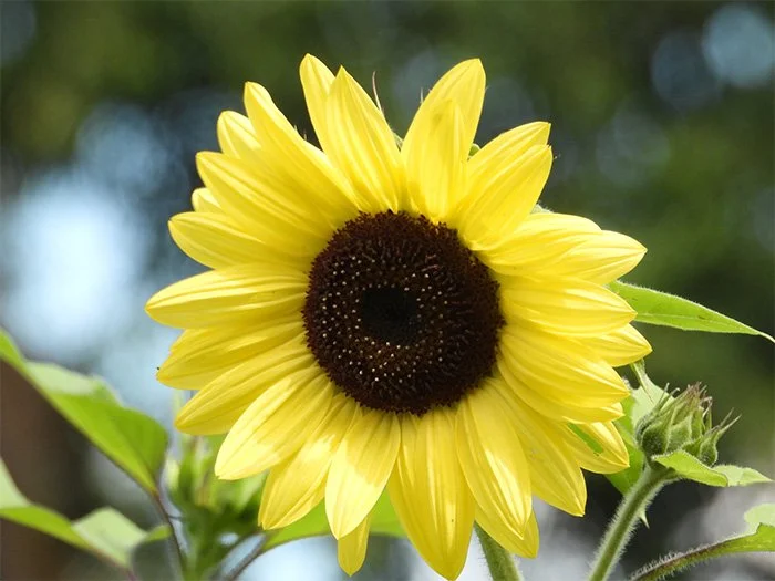 Sunflower, Neighborhood, Washington