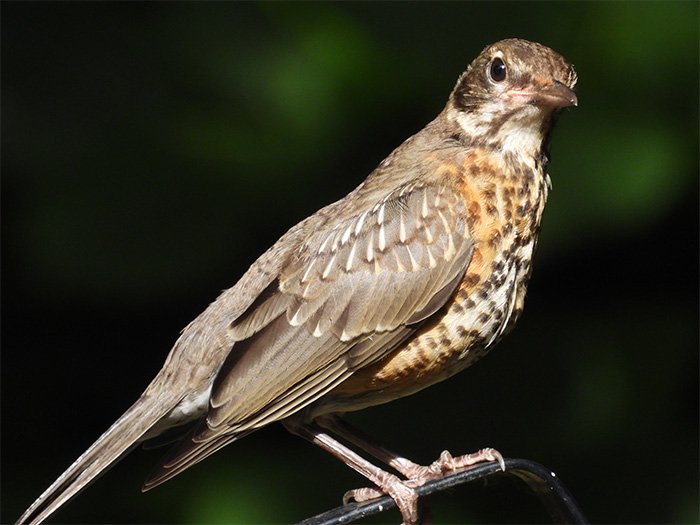 Juvenile Robin, Back Yard, Washington