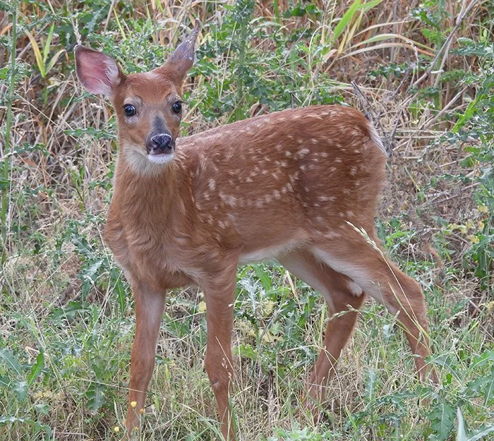 Fawn, Ridgefield Wildlife Refuge, Washington