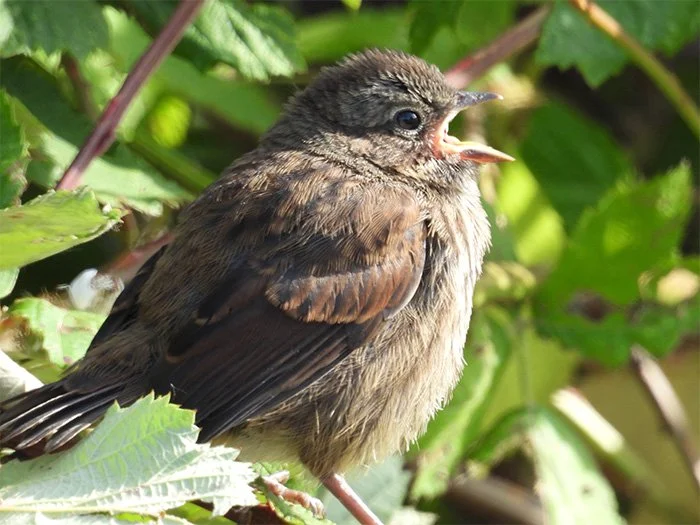 Song Sparrow, Lucia Falls, Washington