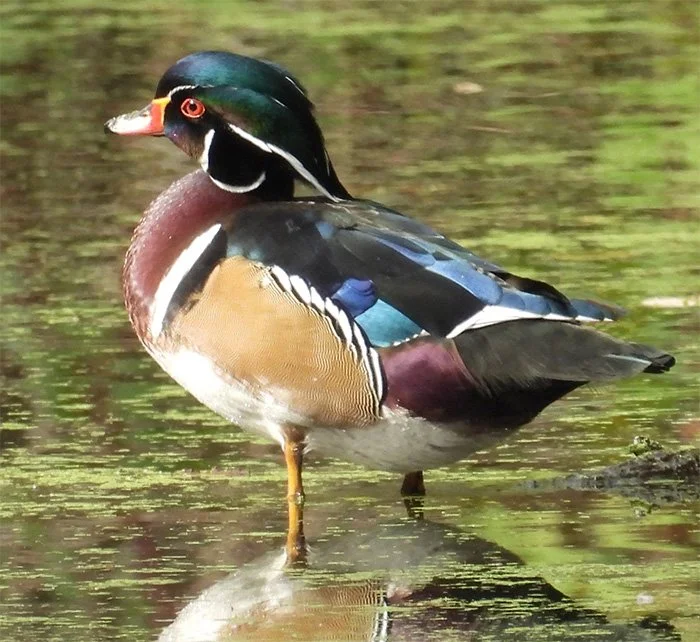 Wood Duck, Ridgefield Wildlife Refuge, Washington