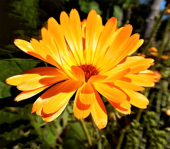 Summer Flower, Alder Farms, Oregon