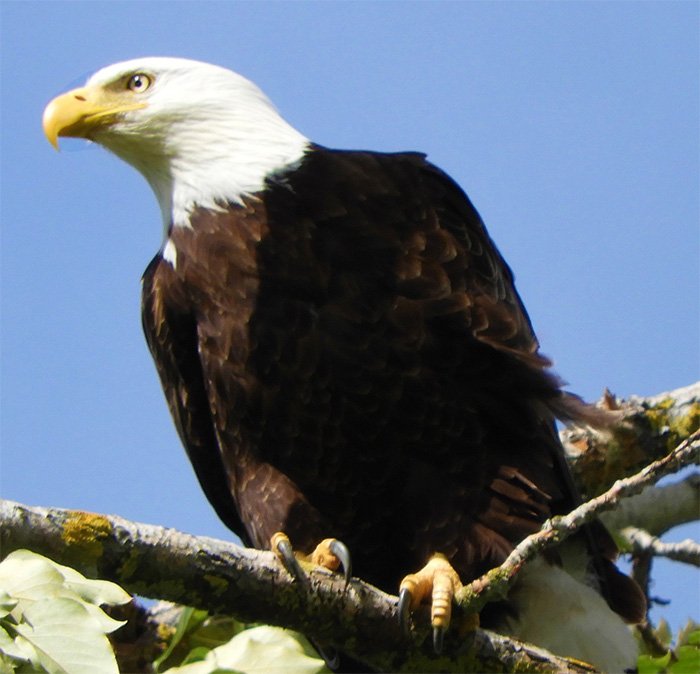 Eagle, Steigerwald Wildlife Refuge, Washington