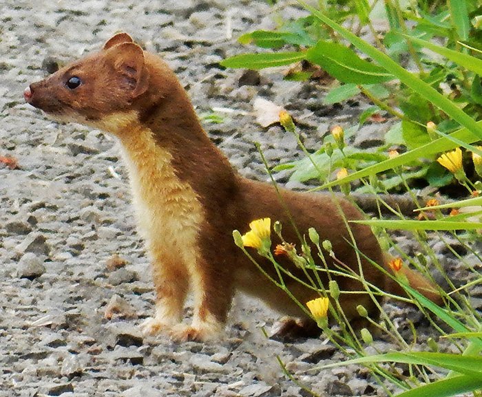 Weasel, Steigerwald Wildlife Refuge, Washington