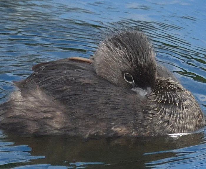 Pied-Billed Grebe, Tualatin Hills Nature Park, Oregon