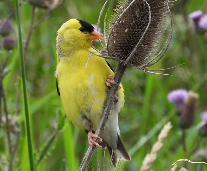 American Goldfinch, Steigerwald Wildlife Refuge, Washington