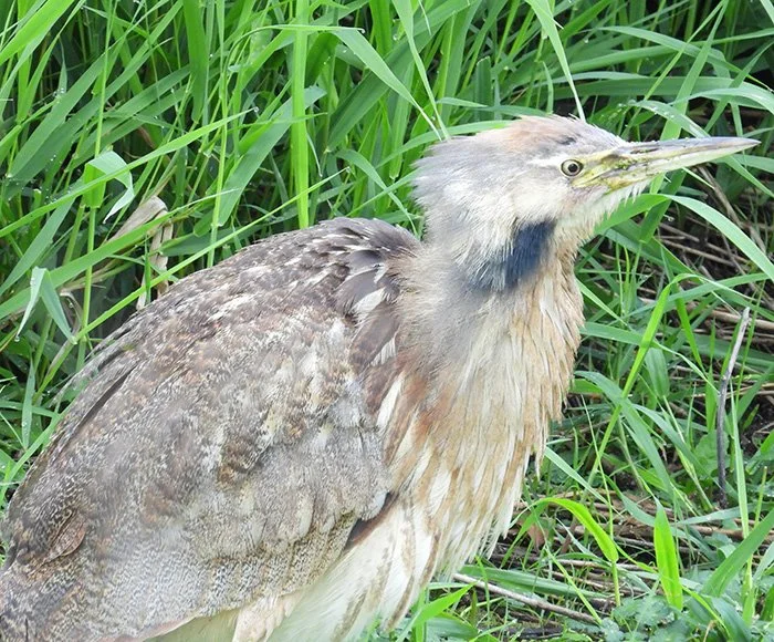 Bittern, Ridgefield Wildlife Refuge, Washington