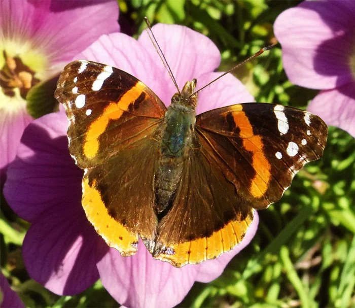 Butterfly, Elk Rock Garden, Oregon