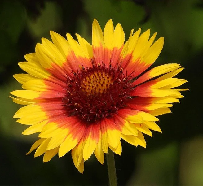 Gaillardia, Wildlife Botanical Garden, Washington