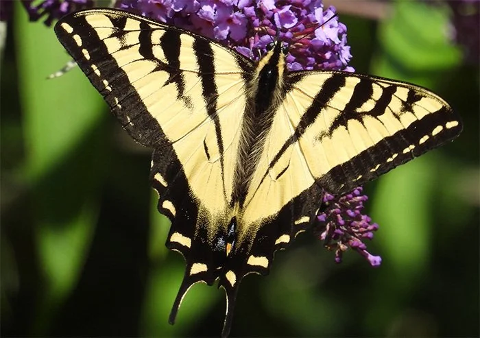 Swallowtail Butterfly, Wildlife Botanical Garden, Washington