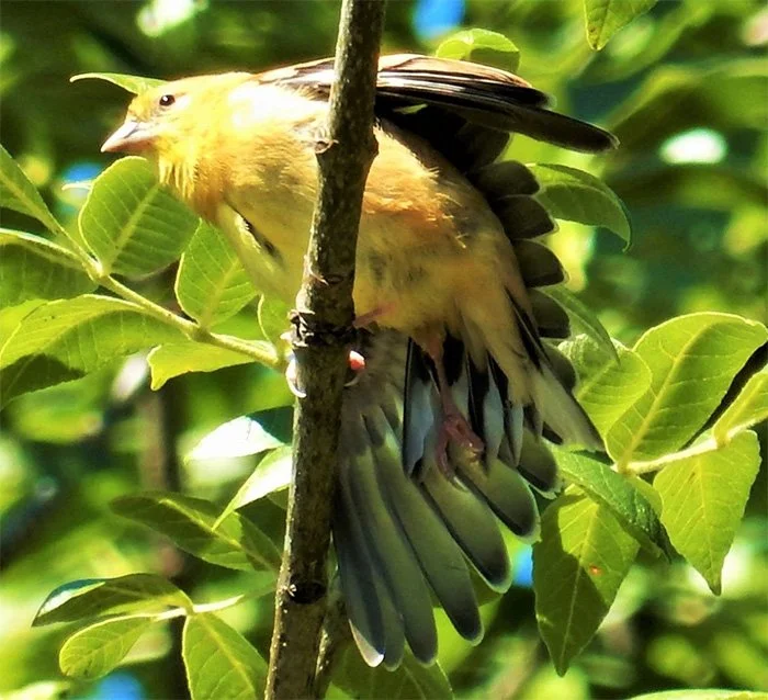 Goldfinch, St. Cloud, Washington
