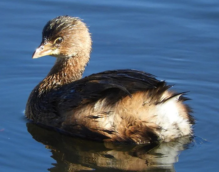 Pied-Billed Grebe, Ridgefield Wildlife Refuge, Washington