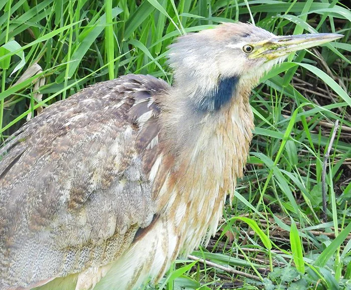 Bittern, Steigerwald Wildlife Refuge, Washington