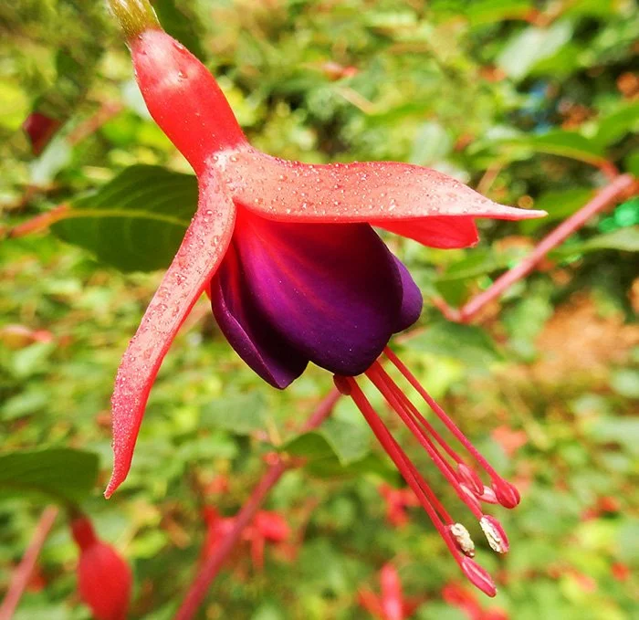 Fuchsia, Elk Rock Garden, Oregon